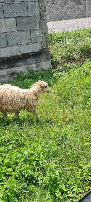 Miei de vanzare