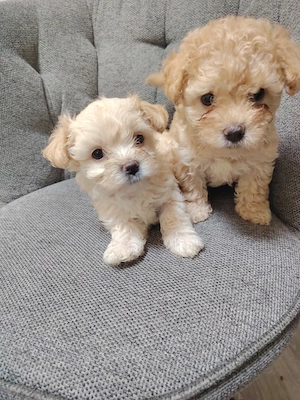 Bichon havanez 