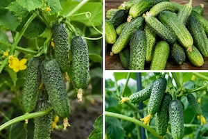 Castraveti sin grădină proprie 