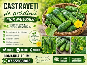 Castraveti culesi zi de zi din grădina 