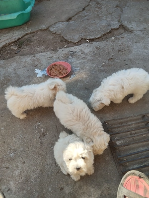 Bichon malteze 5 fetițe  - imagine 2