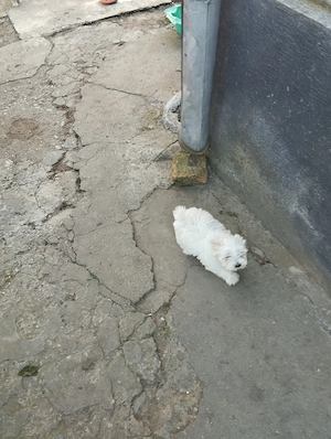 Bichon malteze 5 fetițe 