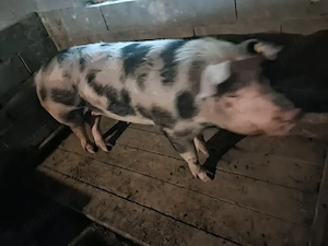 vand porci ptr sacrificare,intre 160 si 300+,12 lei   kg  - imagine 3