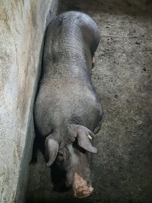 vand porci ptr sacrificare,intre 160 si 300+,12 lei   kg  - imagine 5