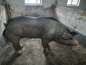 vand porci ptr sacrificare,intre 160 si 300+,12 lei   kg  - imagine 4