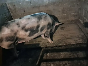 vand porci ptr sacrificare,intre 160 si 300+,12 lei   kg  - imagine 2