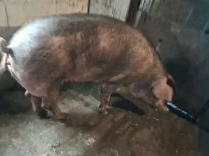 vand porci ptr sacrificare,intre 160 si 300+,12 lei   kg 