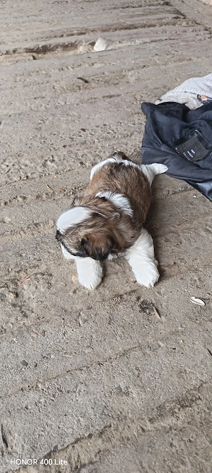  Pui Shih-tzu  - imagine 4