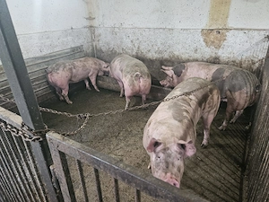 De vânzare porci crescuți natural în gospodăria proprie - imagine 2