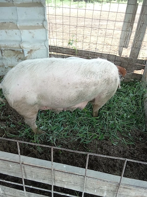De vânzare scroafă cu 5 purcei . - imagine 3