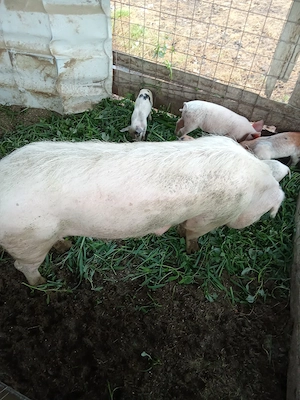 De vânzare scroafă cu 5 purcei . - imagine 2