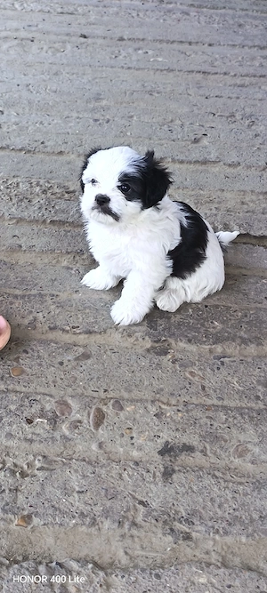  Pui Shih-tzu 