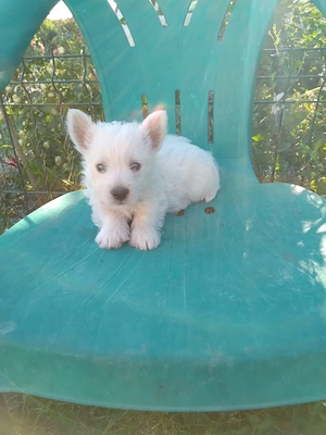 Westie pui westie terrier - imagine 2
