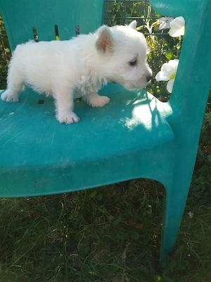 Westie pui westie terrier