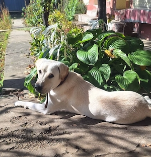 OFERTA! Labrador Retriever, baietel, la un pret modest - imagine 4