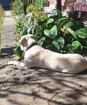 OFERTA! Labrador Retriever, baietel, la un pret modest - imagine 5