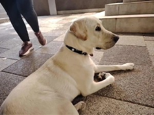 OFERTA! Labrador Retriever, rasa pura, baietel, la un pret modest