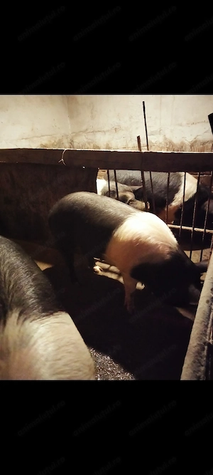Vând porci pentru sacrificat!