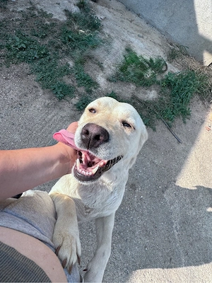Adoptie Catelusa Labrador - imagine 3
