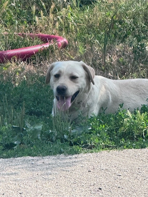 Adoptie Catelusa Labrador - imagine 2