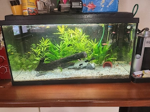 acvariu 120 l complet echipat