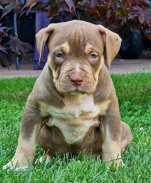 Vand American Bully xl  - imagine 3