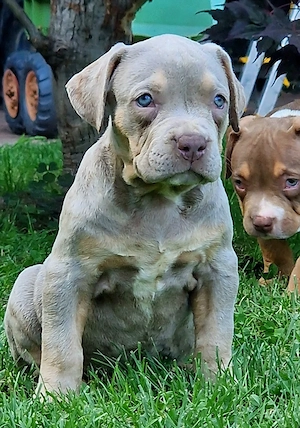 Vand American Bully xl  - imagine 4