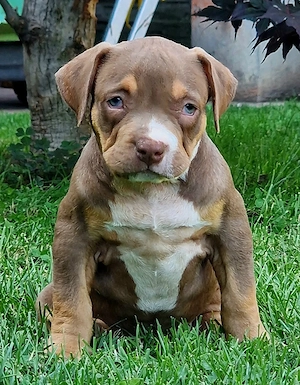 Vand American Bully xl  - imagine 5