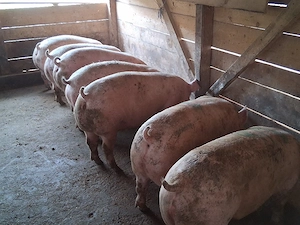 vând porci Rasa de carne 100-125kg - imagine 2