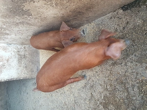 Vând 2 purcei Duroc de 9 săptămâni 