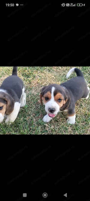 Beagle tricolor