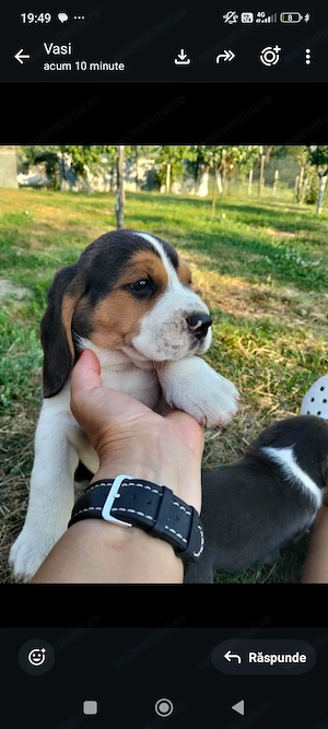 Beagle tricolor - imagine 5