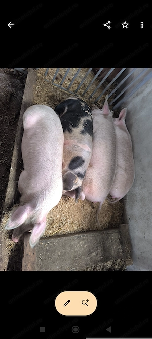Porci de vânzare 