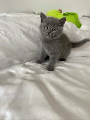 Pisicuta British shorthair - imagine 2