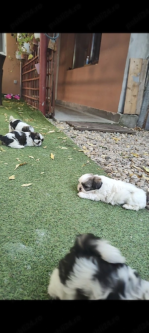Puiuți superbi de Shih tzu in căutare de stăpâni responsabili