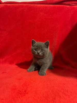 Motan british shorthair 