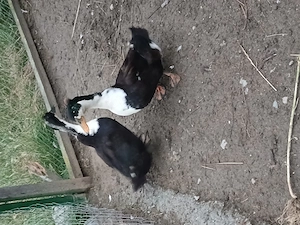 De vanzare un ratoi romanesc cu mot si o rata .