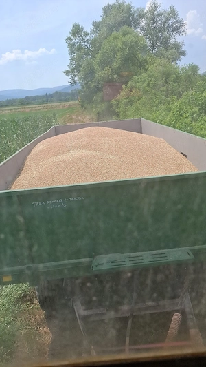 Vand grâu 0,80 bani