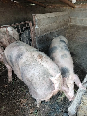 Porci de carne de 170 kg 200kg