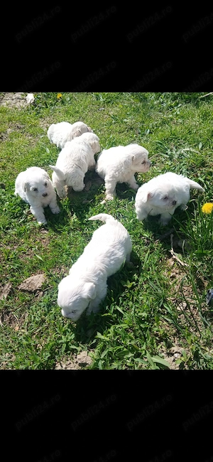 bichon maltez