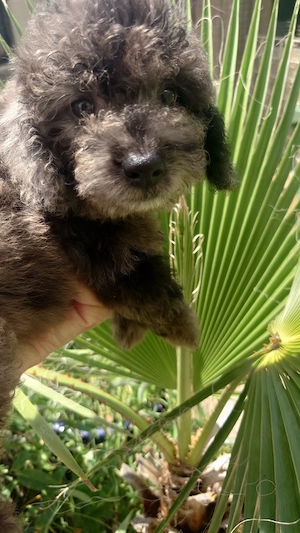 Pudel merle