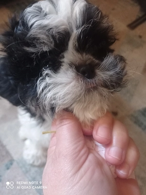 Shih-tzu, cadouri cu suflet! - imagine 4