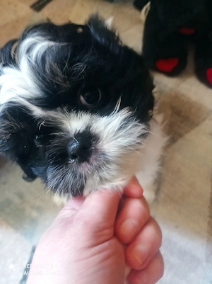 Shih-tzu, cadouri cu suflet! - imagine 5