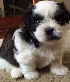 Bichon Maltez talie mică 