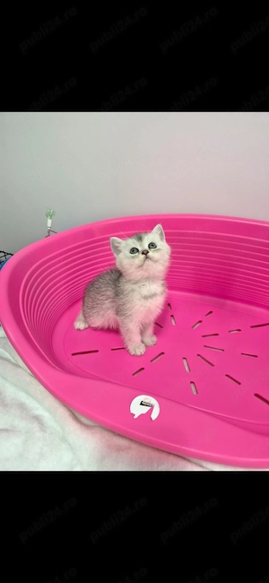motanei british shorthair chinchilla silver - imagine 2