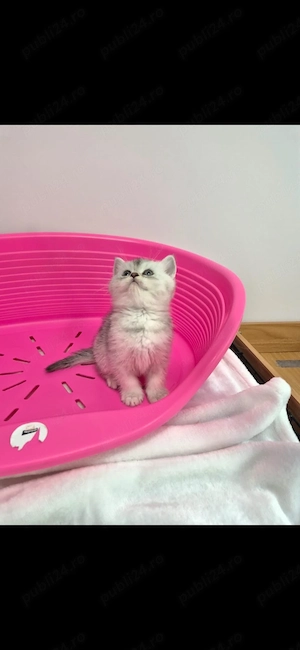 motanei british shorthair chinchilla silver - imagine 3