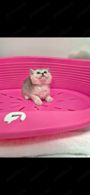 motanei british shorthair chinchilla silver - imagine 4
