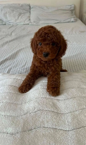 Pudel Red talie mica 
