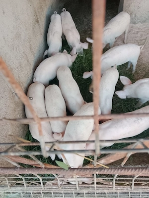 Vand purcei de 8 săptămâni încărcați, pietran cu landras mănâncă atât uscat cât și fiert