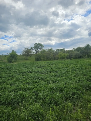 Sălaș+ livadă+ teren agricol în Sichevița- Clisura Dunării - imagine 6